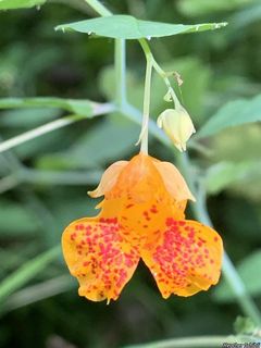 3655_IMPACAP_500 thumbnail