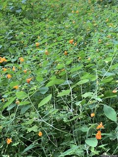 3655_IMPACAP_503 thumbnail