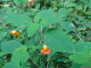 3655_IMPACAP_525 thumbnail