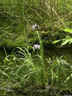 6188_IRISVER_500 thumbnail