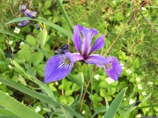 6188_IRISVER_506 thumbnail