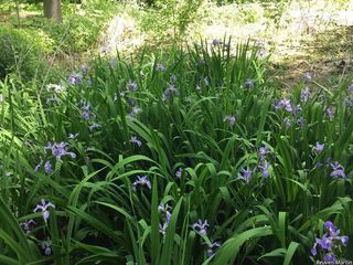 6188_IRISVER_508 thumbnail