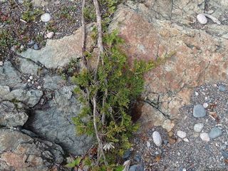 4705_JUNIHOR_500 thumbnail