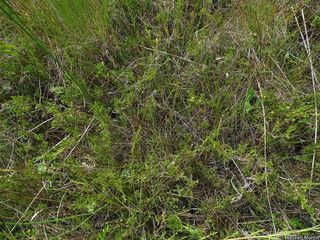 4705_JUNIHOR_501 thumbnail