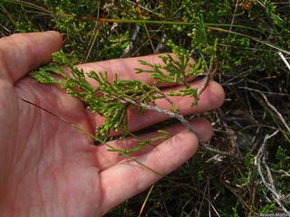 4705_JUNIHOR_502 thumbnail