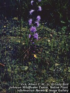 3290_LIATSPI thumbnail