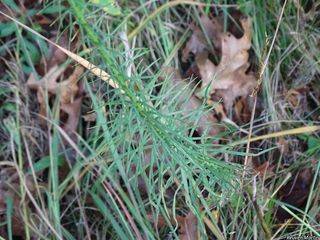 3290_LIATSPI_501 thumbnail