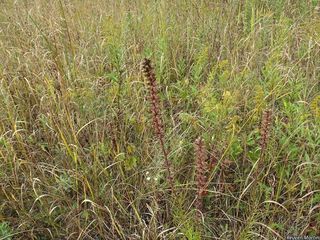 3290_LIATSPI_505 thumbnail