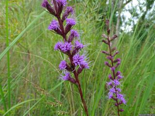 3290_LIATSPI_507 thumbnail