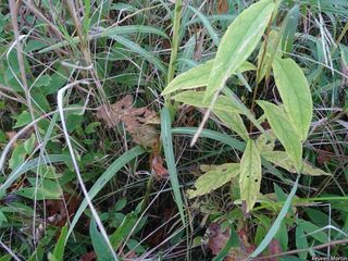 3290_LIATSPI_511 thumbnail