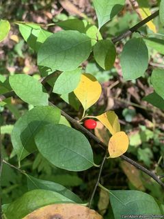 6486_LINDBEN_500 thumbnail