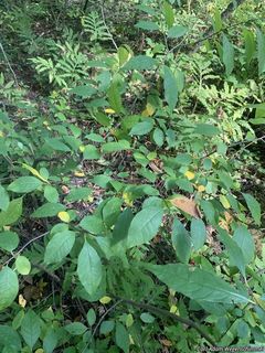 6486_LINDBEN_501 thumbnail