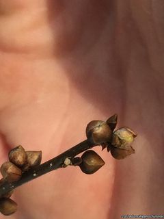 6486_LINDBEN_502 thumbnail