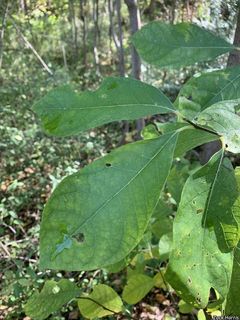 6486_LINDBEN_505 thumbnail