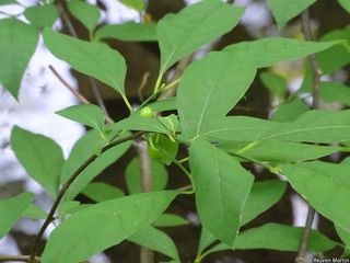 6486_LINDBEN_507 thumbnail