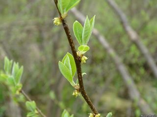 6486_LINDBEN_511 thumbnail