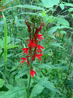 4182_LOBECAR_500 thumbnail