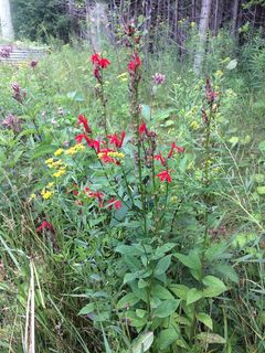 4182_LOBECAR_506 thumbnail