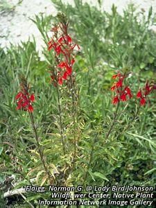 4182_LOBECAR_6 thumbnail