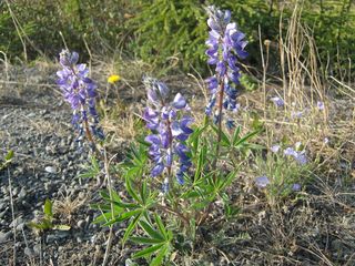 5793_LUPIARC_500 thumbnail