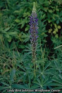 5817_LUPIPER thumbnail