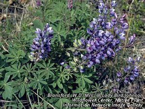 5817_LUPIPER_3 thumbnail