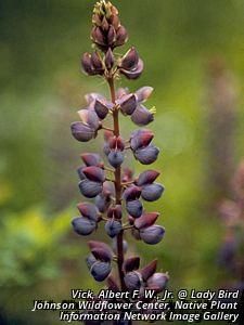 5817_LUPIPER_4 thumbnail