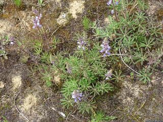 5817_LUPIPER_502 thumbnail