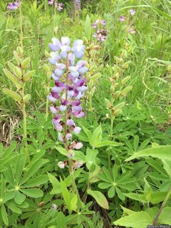 5817_LUPIPER_504 thumbnail