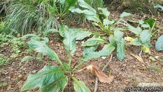 2678_LYSIAME_3253 thumbnail