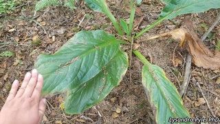 2678_LYSIAME_3254 thumbnail