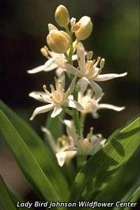 2740_MAIASTE thumbnail