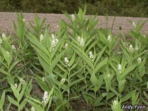 2740_MAIASTE_3 thumbnail