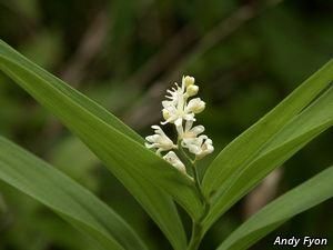 2740_MAIASTE_4 thumbnail