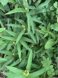 2740_MAIASTE_503 thumbnail