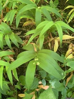 2740_MAIASTE_506 thumbnail