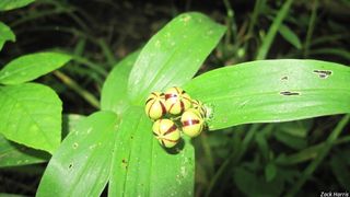 2740_MAIASTE_508 thumbnail