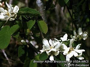 8788_MALUFUS thumbnail