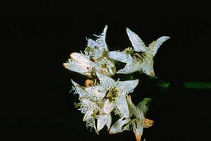 6671_MENYTRI thumbnail