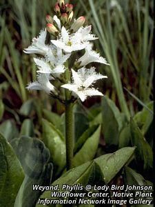 6671_MENYTRI_2 thumbnail