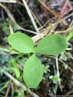 6671_MENYTRI_501 thumbnail