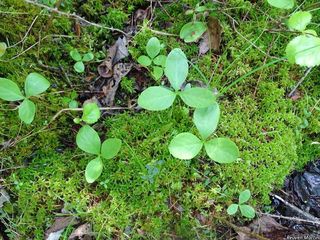 6671_MENYTRI_504 thumbnail