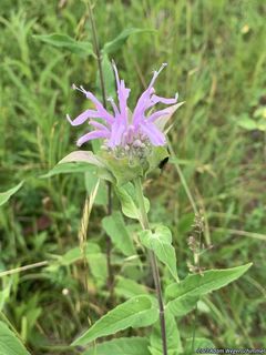 6417_MONAFIS_501 thumbnail