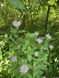 6417_MONAFIS_503 thumbnail