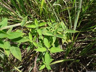 6417_MONAFIS_523 thumbnail