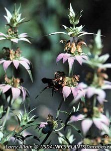 6421_MONAPUN thumbnail