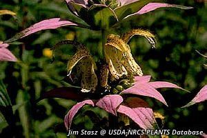 6421_MONAPUN_2 thumbnail