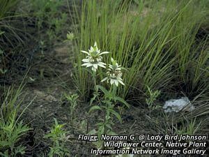 6421_MONAPUN_3 thumbnail