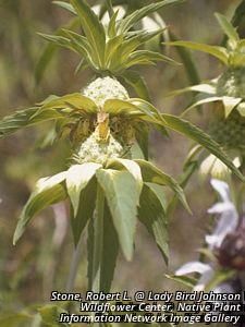 6421_MONAPUN_4 thumbnail