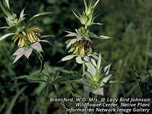 6421_MONAPUN_5 thumbnail